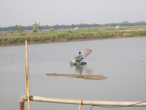 Feeding in a shrimp pond